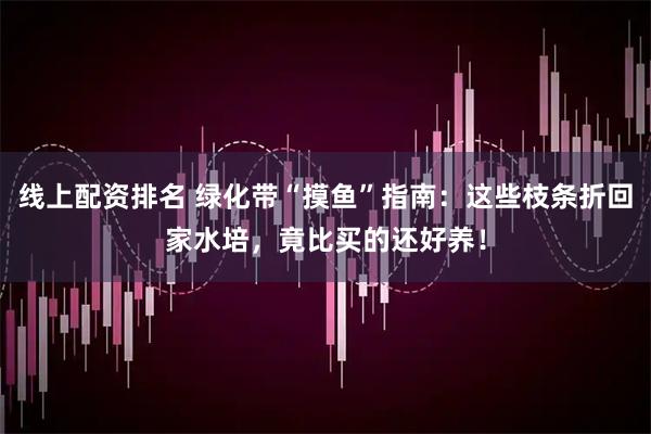 线上配资排名 绿化带“摸鱼”指南：这些枝条折回家水培，竟比买的还好养！
